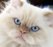 mimiliz_0047 mimiliz_0047