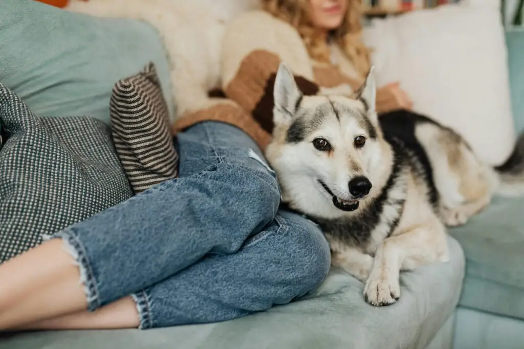 A woman lounging with her Husky on a cozy sofa indoors, showcasing a bond between human and pet.